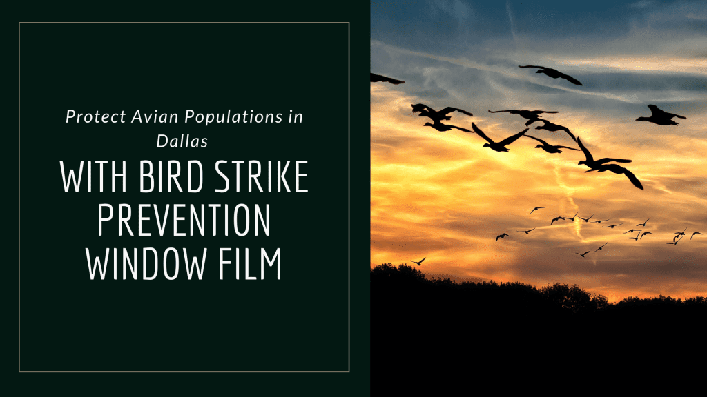 dallas bird strike prevention window film